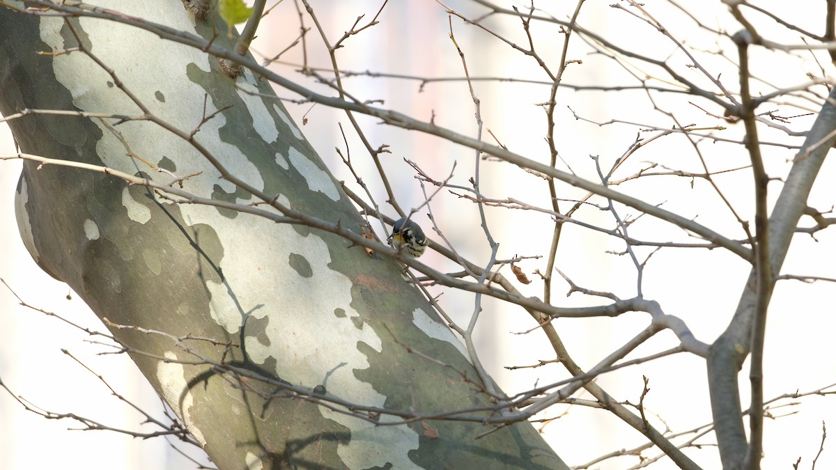 Goldkehl-Waldsänger - ML646005565