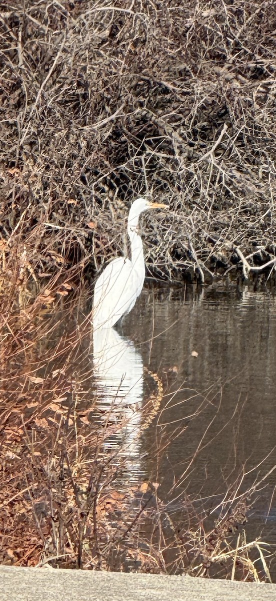 heron sp. - ML646005572