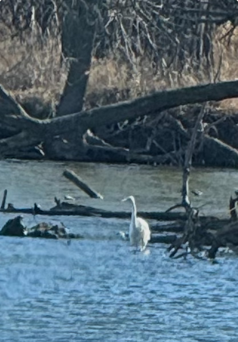 heron sp. - ML646005573