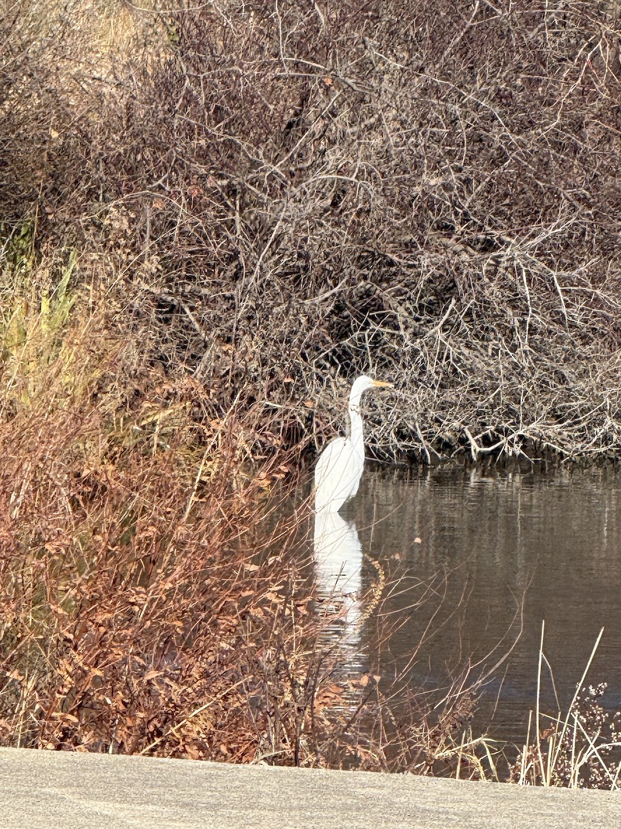 heron sp. - ML646005574