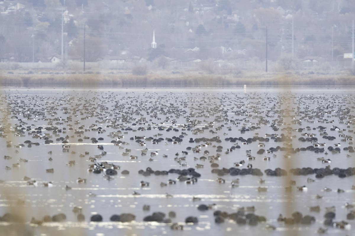 Northern Shoveler - ML646005576