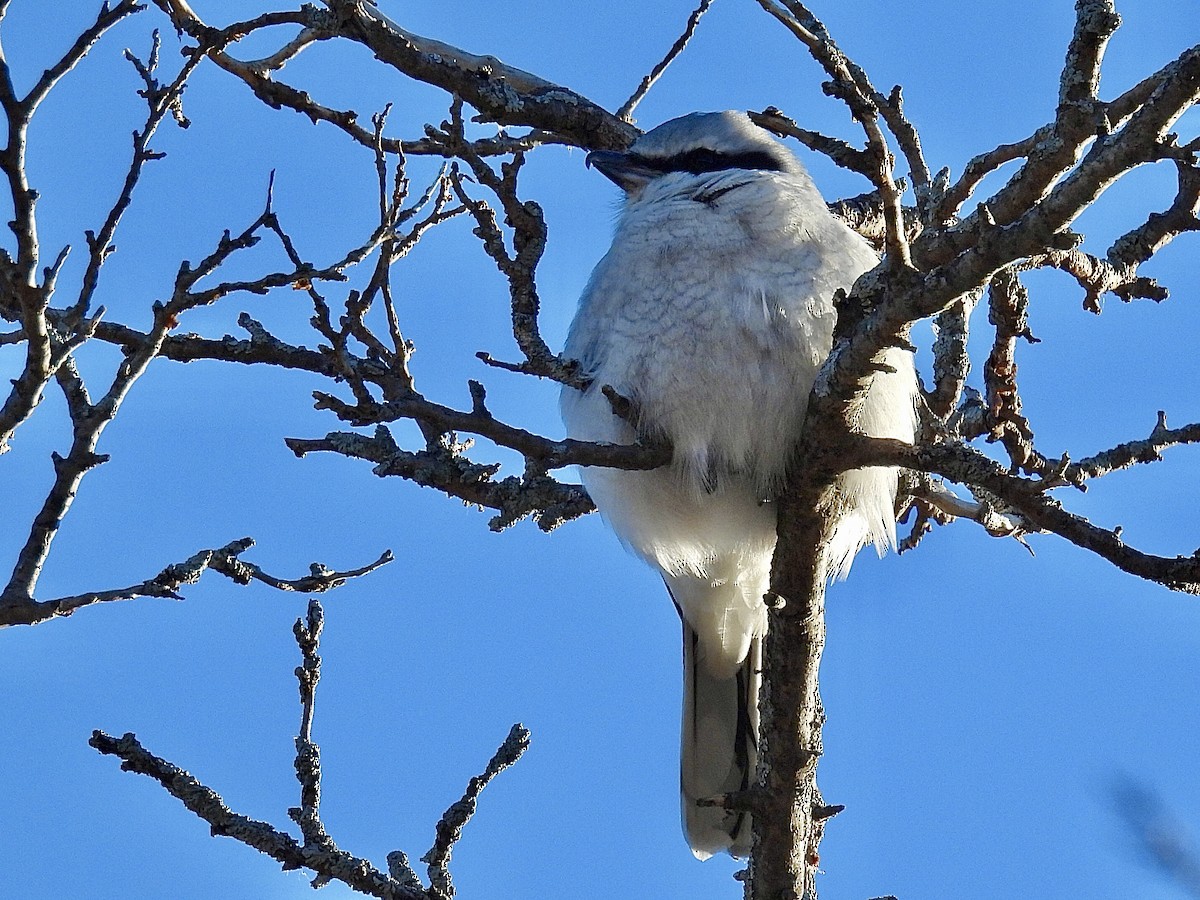 Сорокопуд північний - ML646005577
