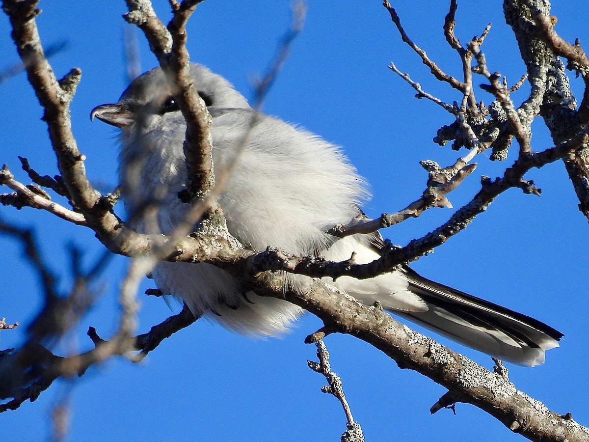 Сорокопуд північний - ML646005578