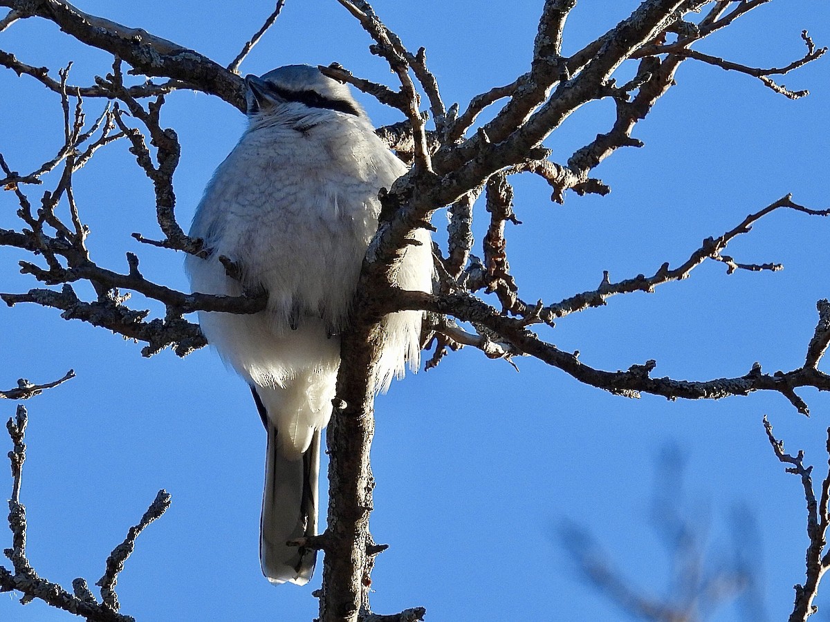 Сорокопуд північний - ML646005579