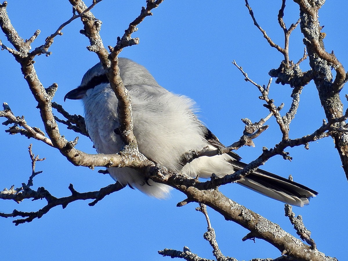 Сорокопуд північний - ML646005580