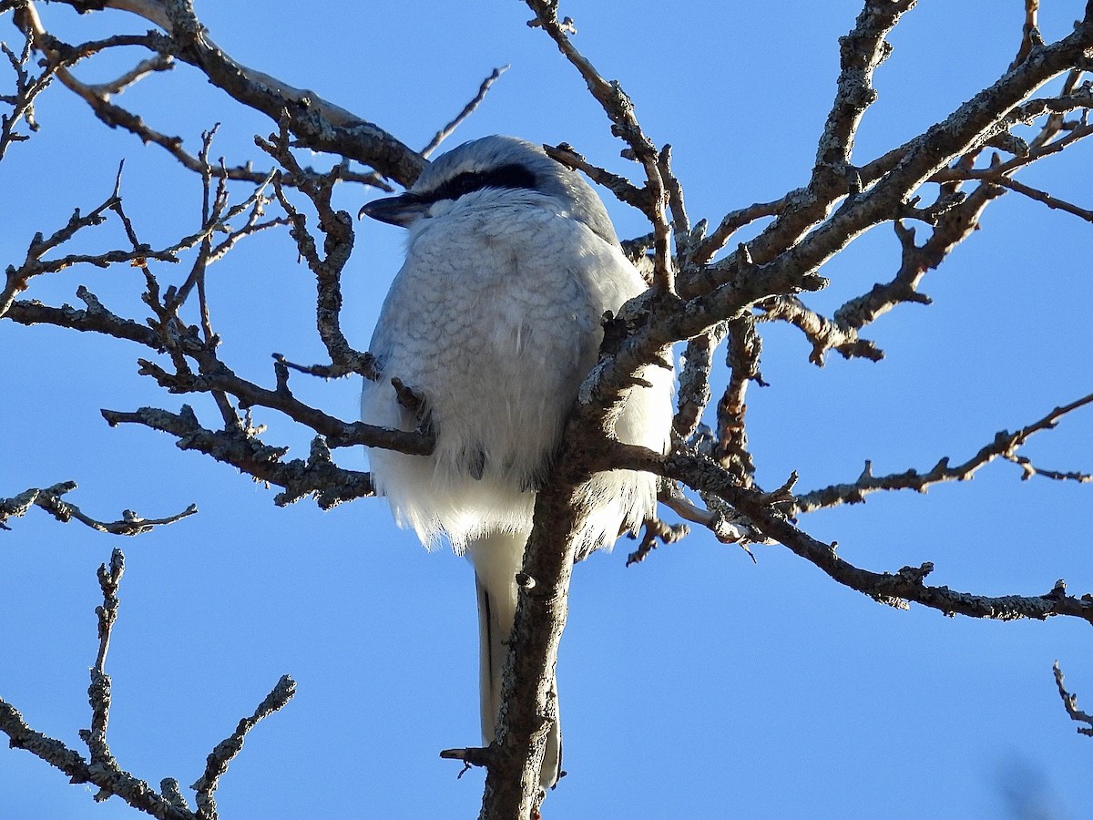 Сорокопуд північний - ML646005581
