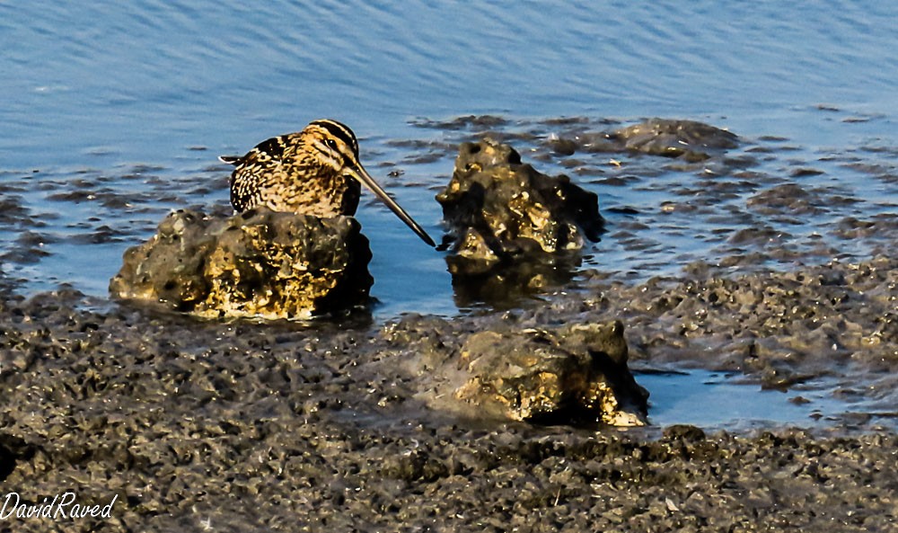 bekasina otavní - ML646005582