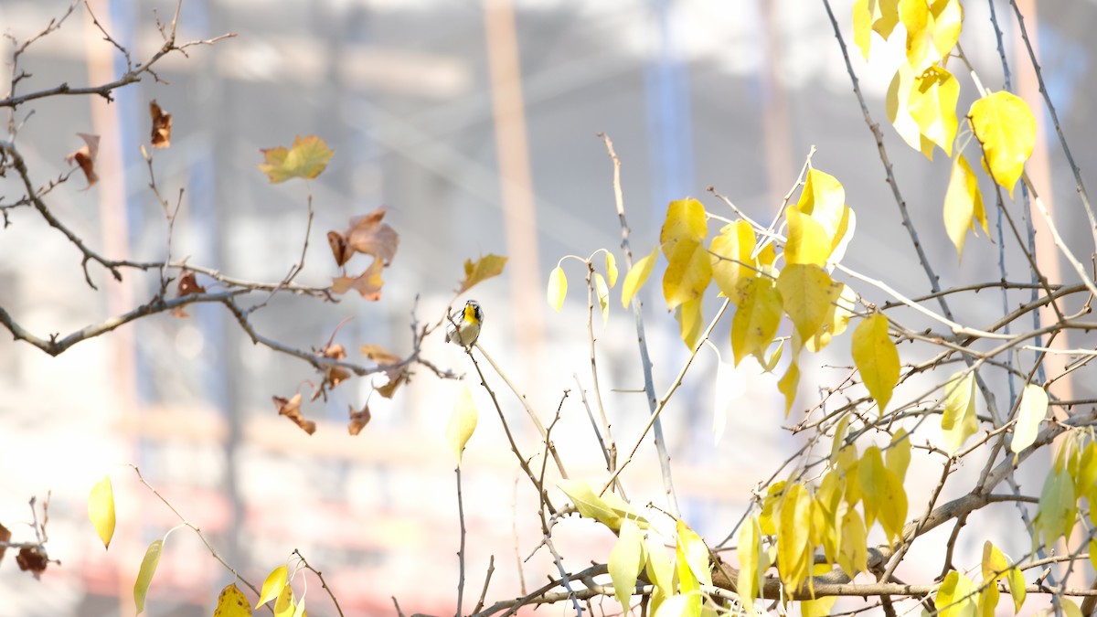 Goldkehl-Waldsänger - ML646005583