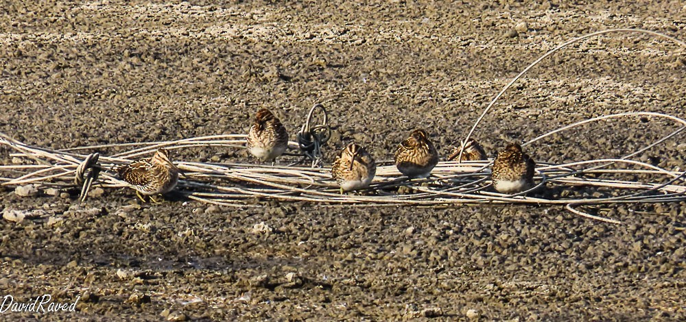 bekasina otavní - ML646005586