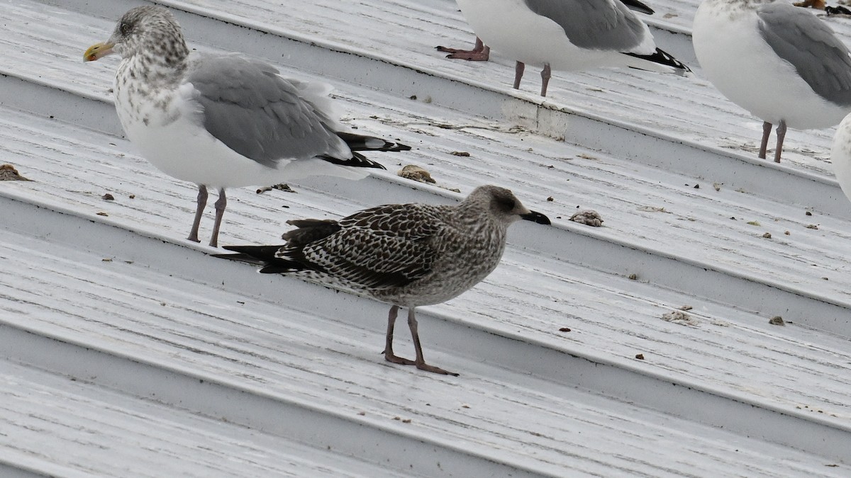 ニシセグロカモメ - ML646005588