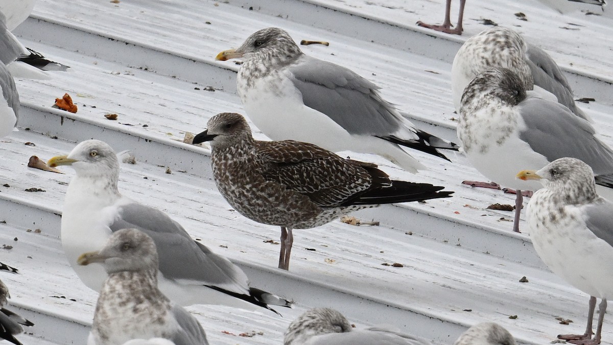 ニシセグロカモメ - ML646005589