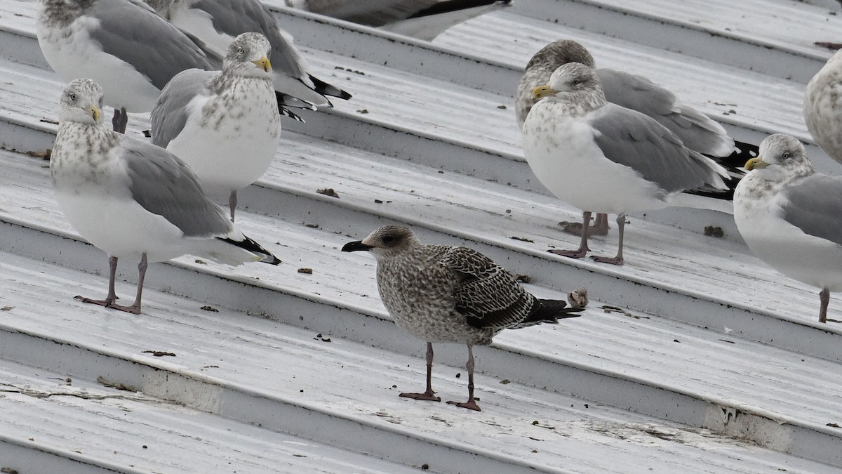 ニシセグロカモメ - ML646005590