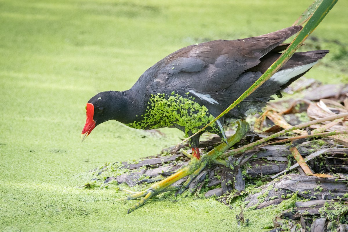 Common Gallinule - ML646005594