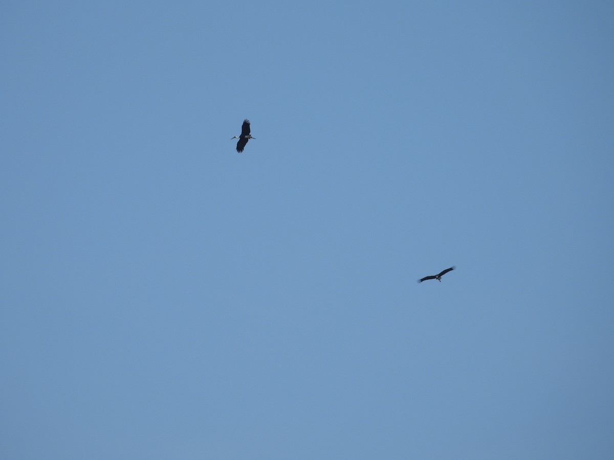 African Woolly-necked Stork - ML646005604