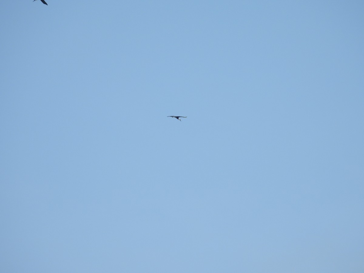 African Woolly-necked Stork - ML646005610