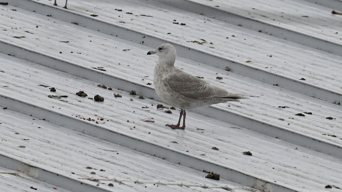 Kaio hegalzuria (kumlieni) - ML646005612