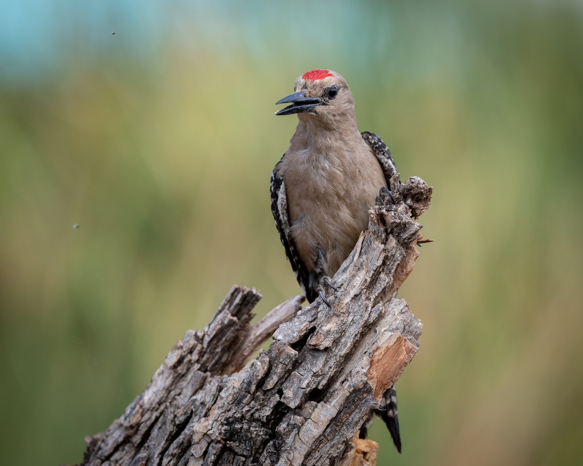 Gila Woodpecker - ML646005616