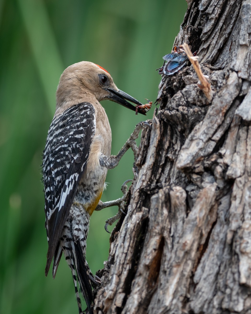 Gila Woodpecker - ML646005617