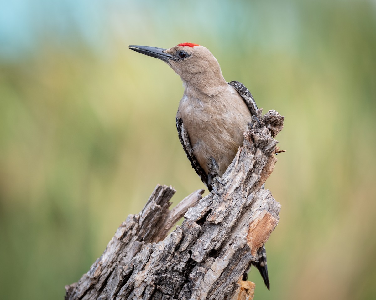 Gila Woodpecker - ML646005618