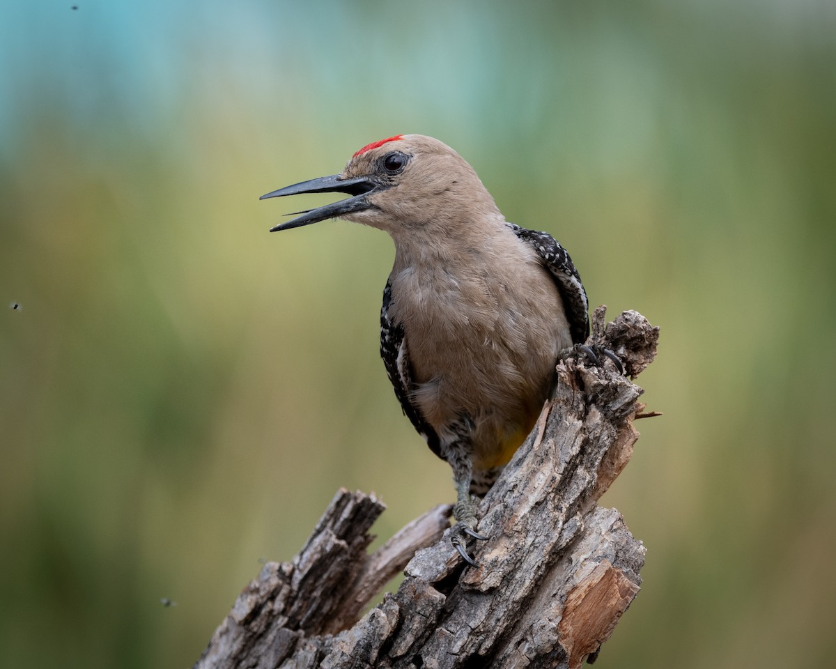 Gila Woodpecker - ML646005619