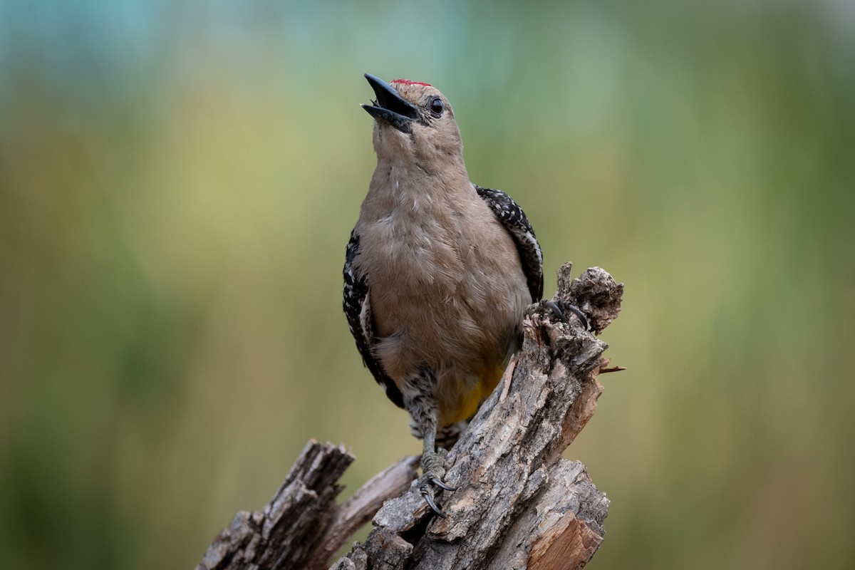 Gila Woodpecker - ML646005620