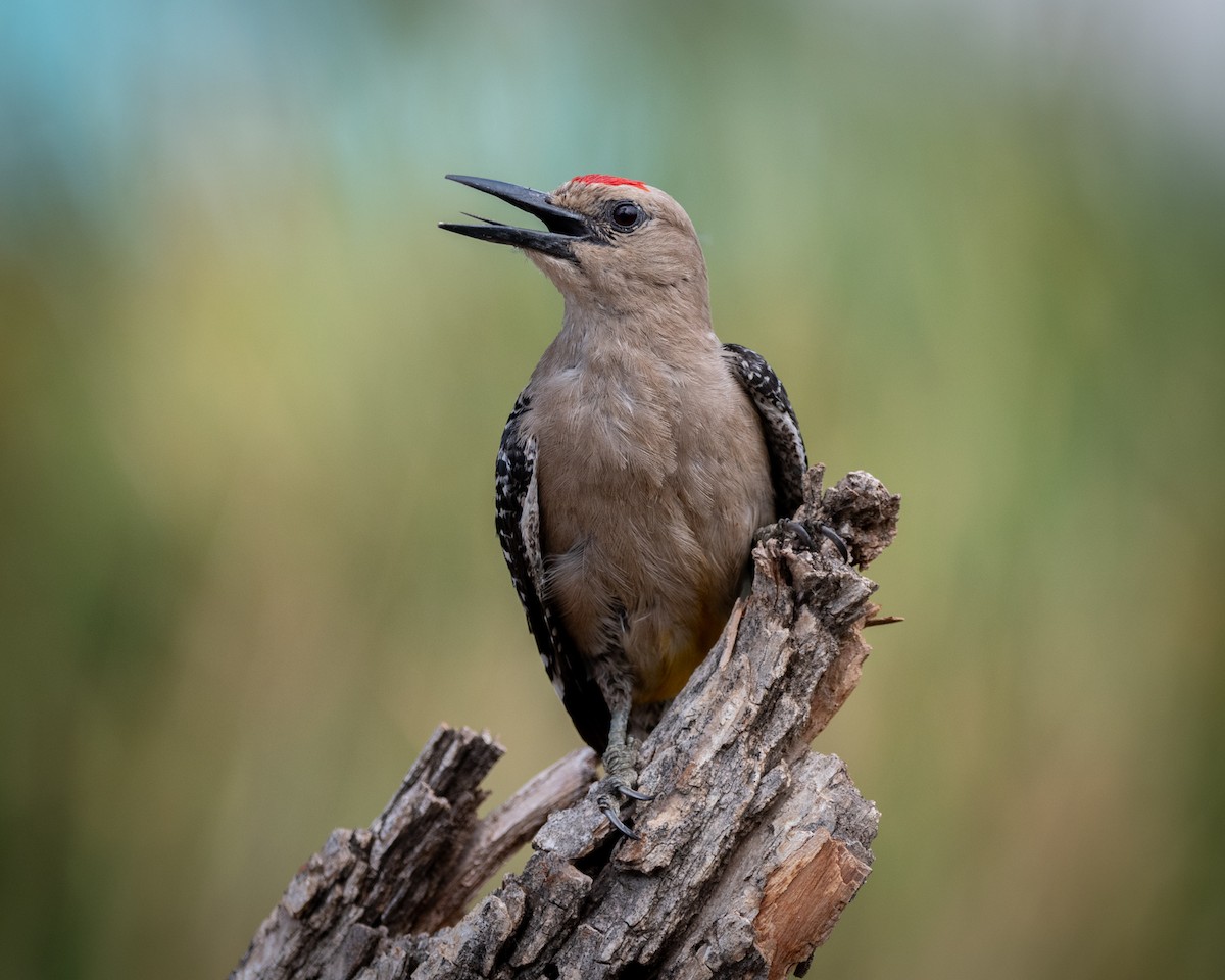 Gila Woodpecker - ML646005621
