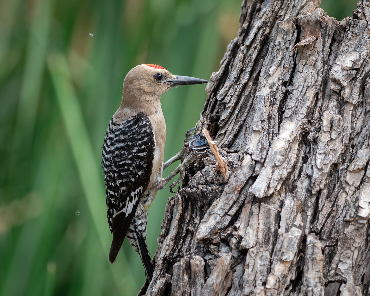 Gila Woodpecker - ML646005622