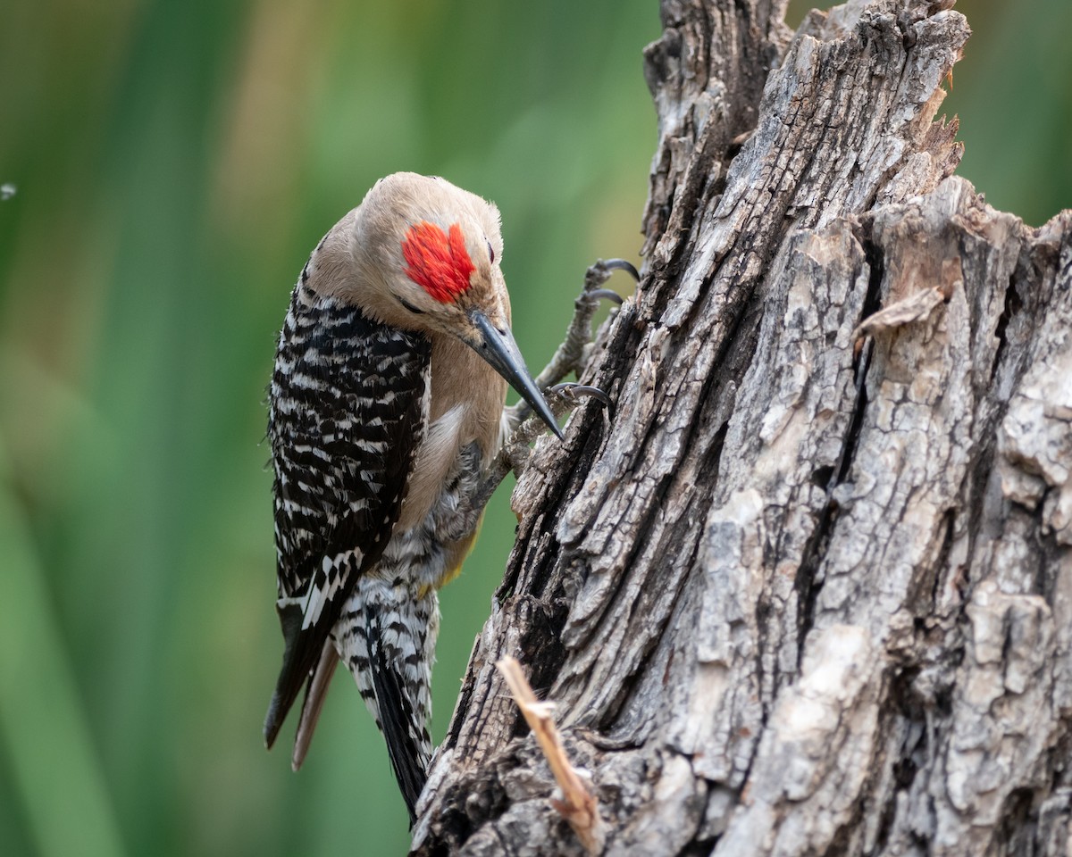 Gila Woodpecker - ML646005623
