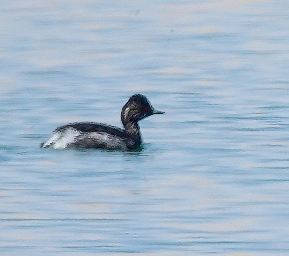 Grèbe à cou noir - ML646005629