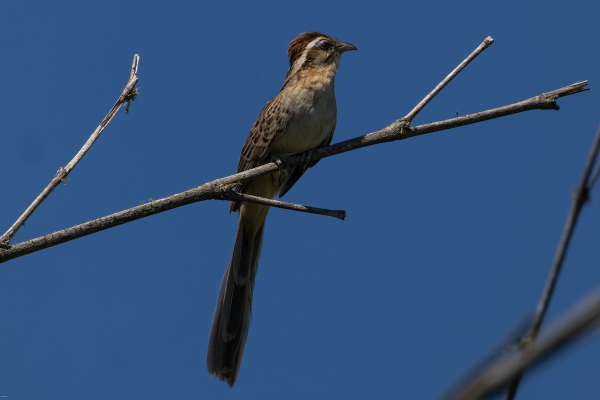 Тахете - ML646005633