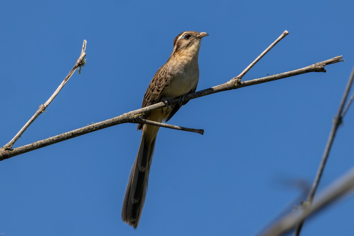 Тахете - ML646005634