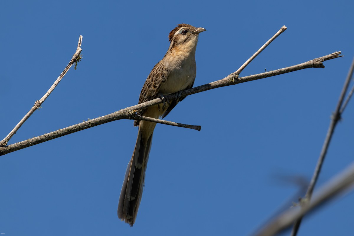 Тахете - ML646005635