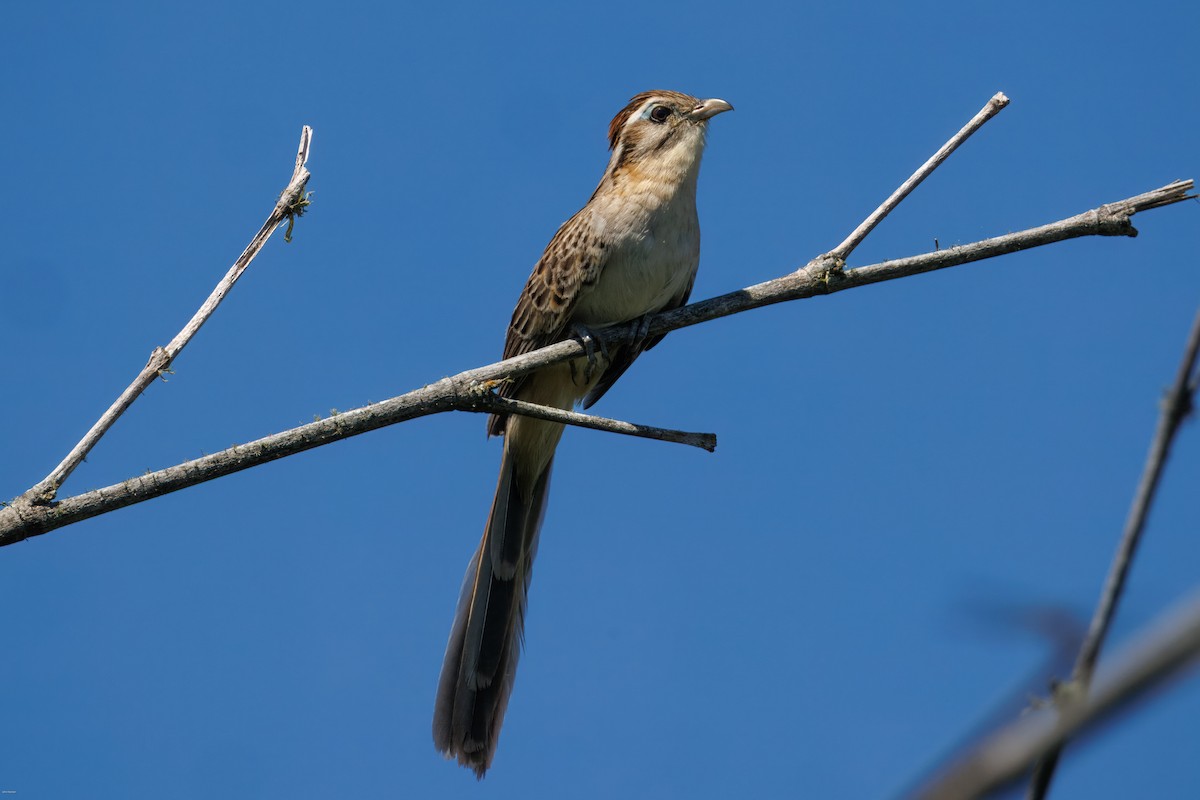 Тахете - ML646005636