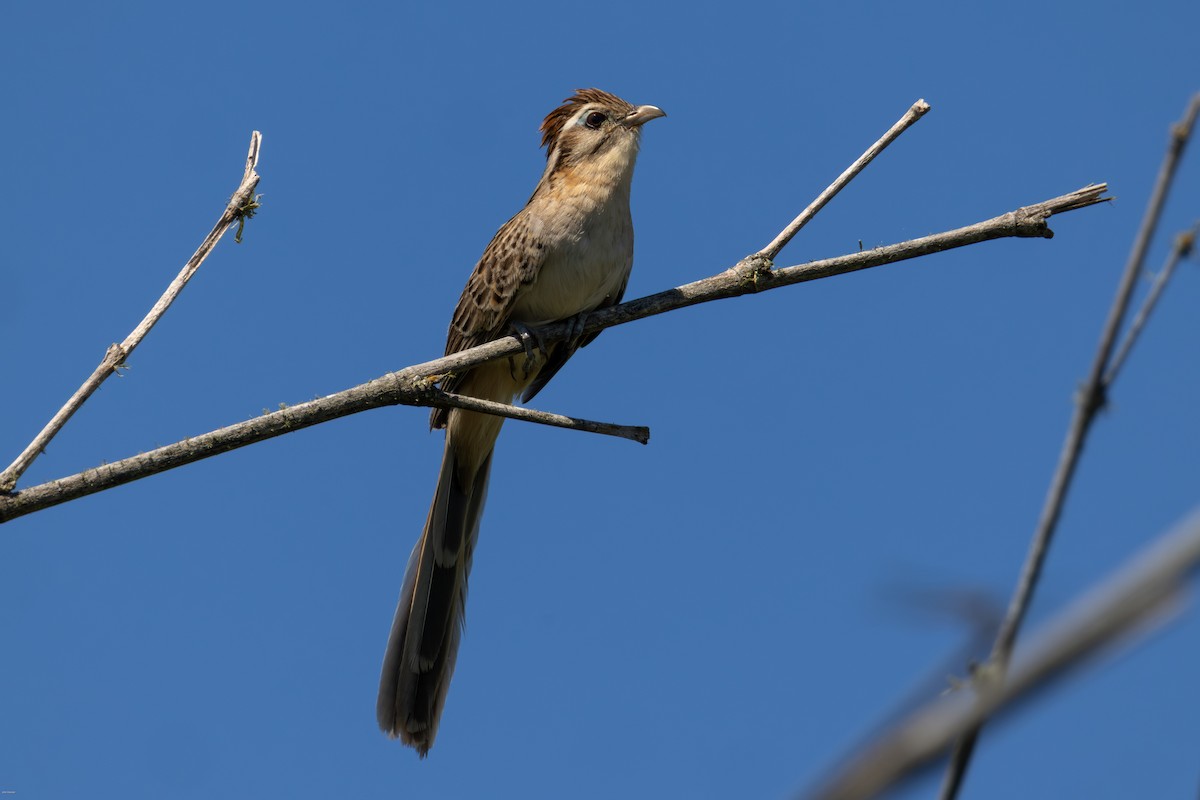 Тахете - ML646005637