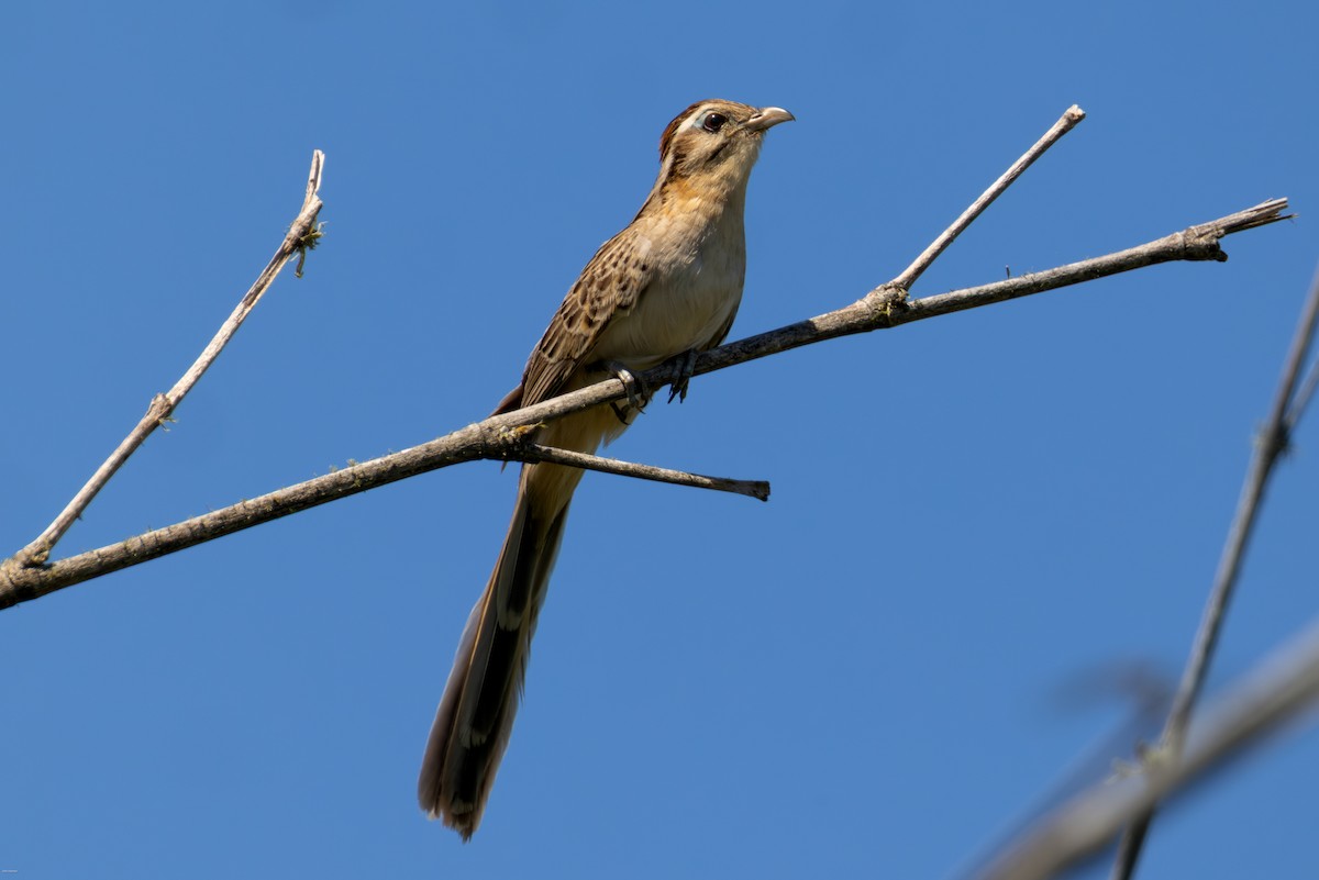 Тахете - ML646005639