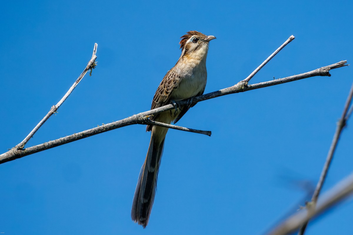 Тахете - ML646005641