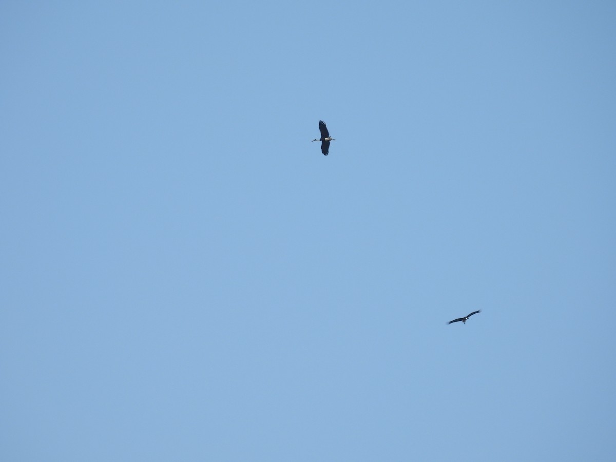 African Woolly-necked Stork - ML646005646