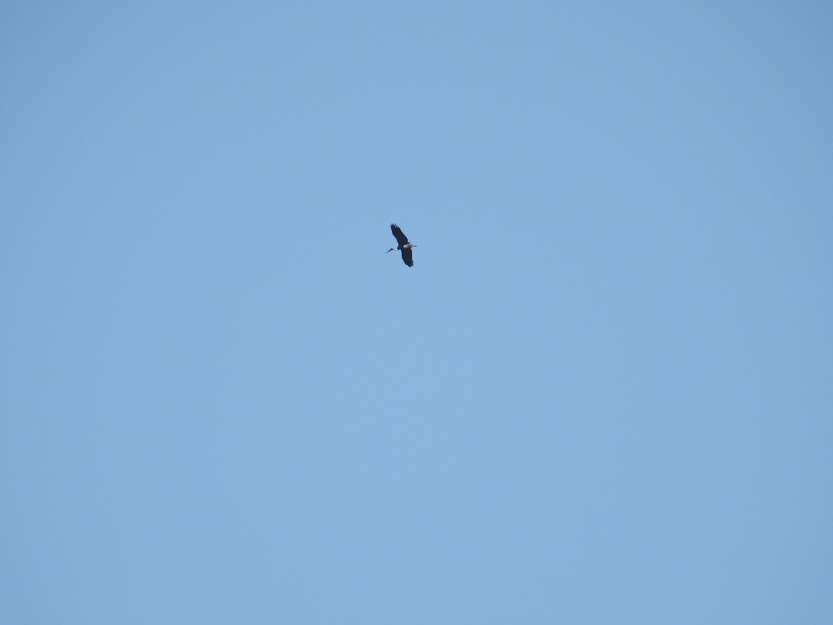 African Woolly-necked Stork - ML646005648