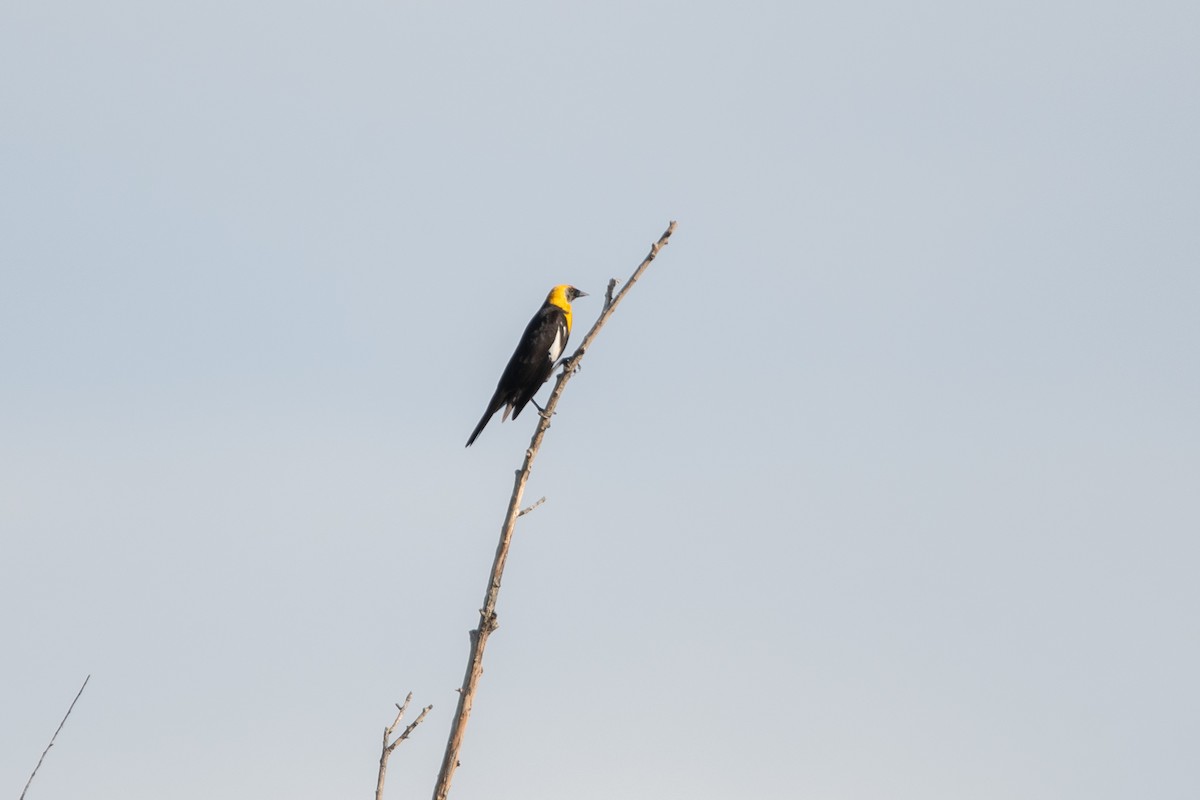 Yellow-headed Blackbird - ML646005650