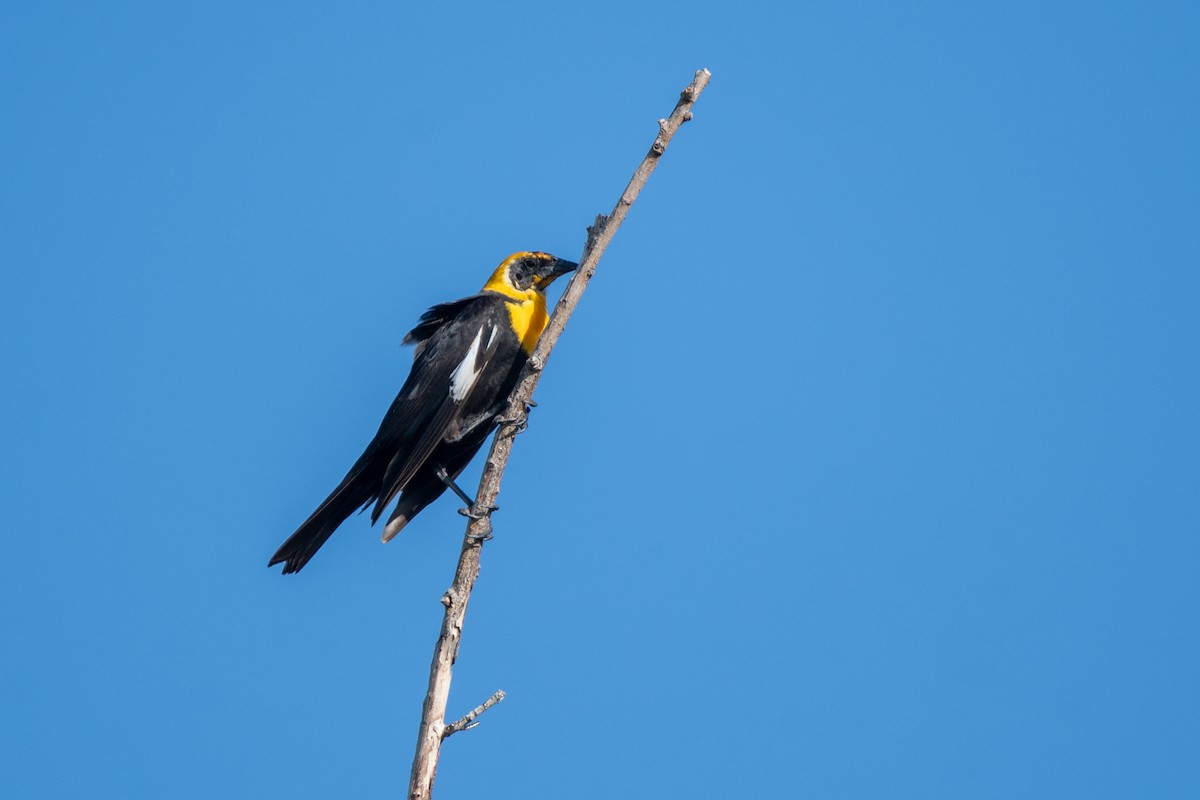 Yellow-headed Blackbird - ML646005651