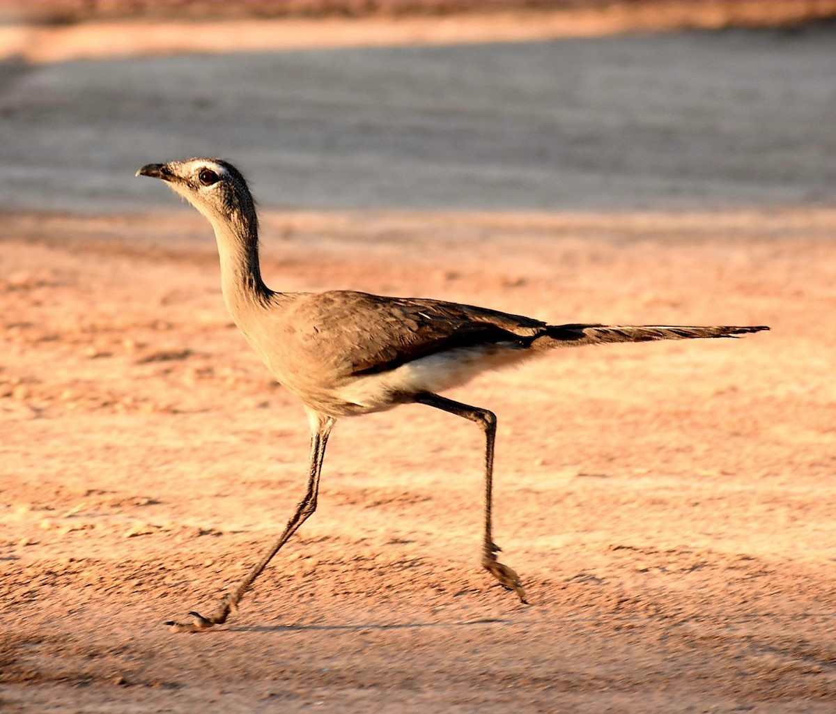 Black-legged Seriema - ML646005653