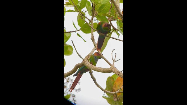 Ochre-marked Parakeet - ML646005663