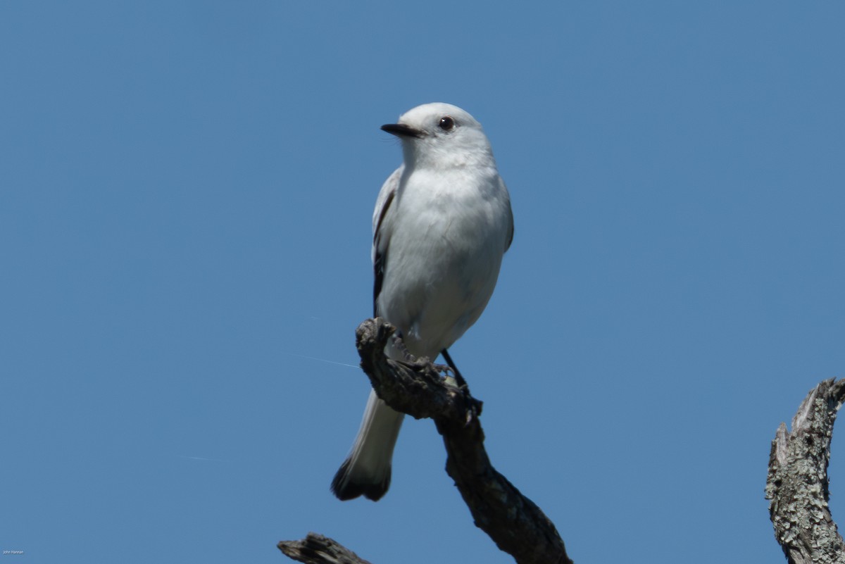 Монжита біла - ML646005666