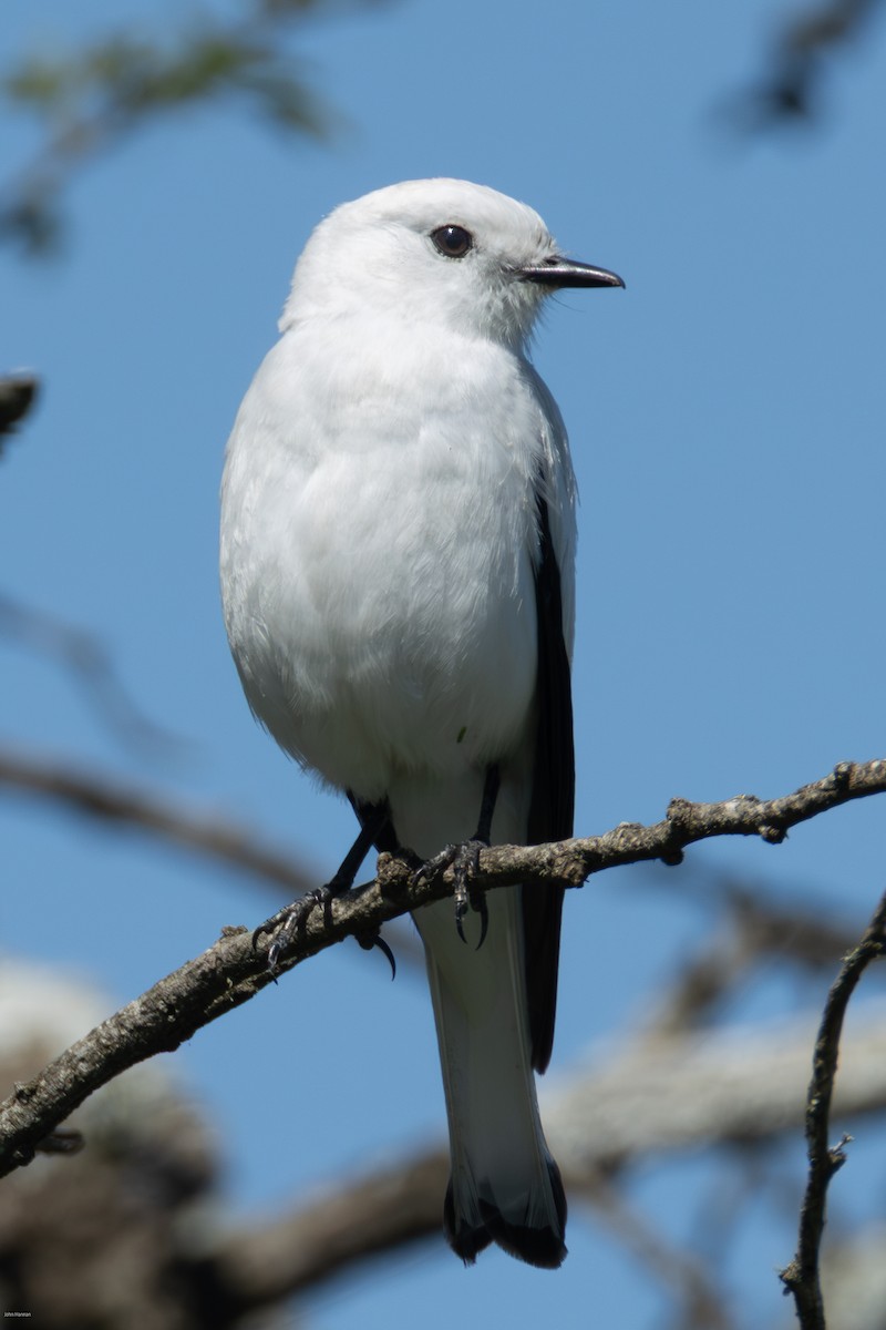 Монжита біла - ML646005667