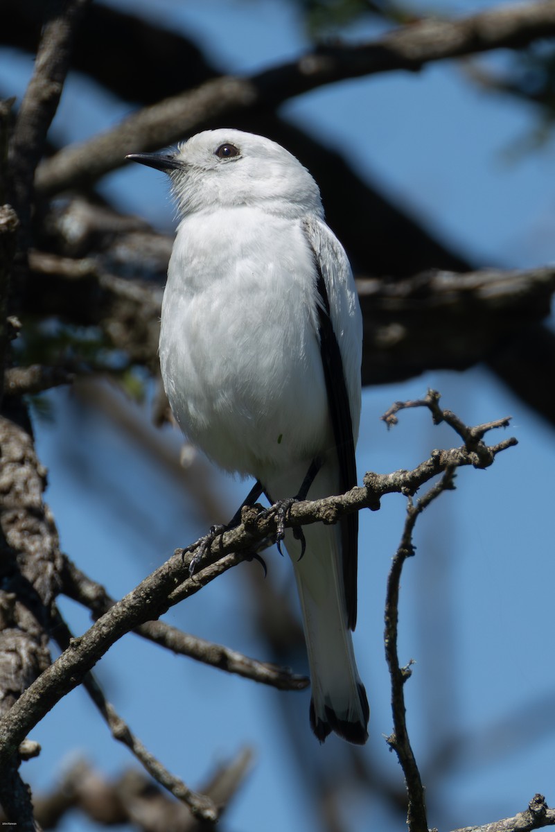 Монжита біла - ML646005668