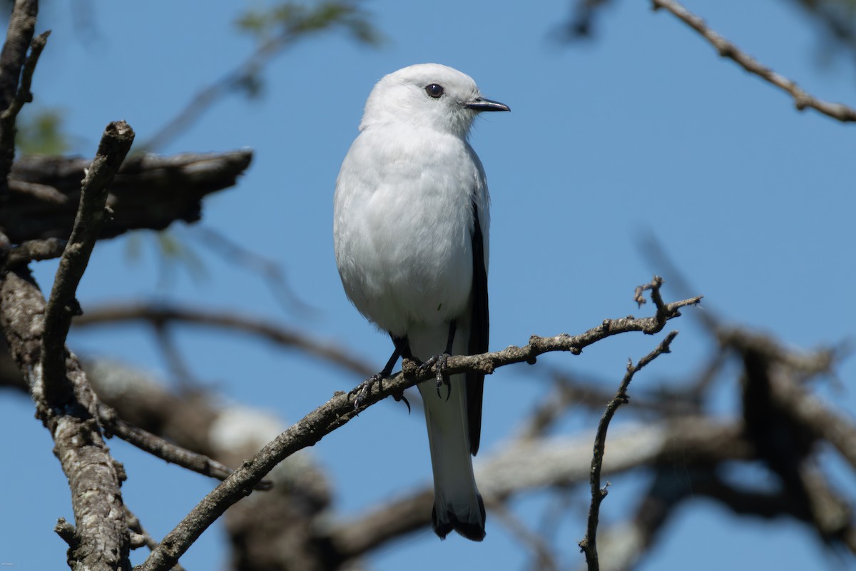 Монжита біла - ML646005669