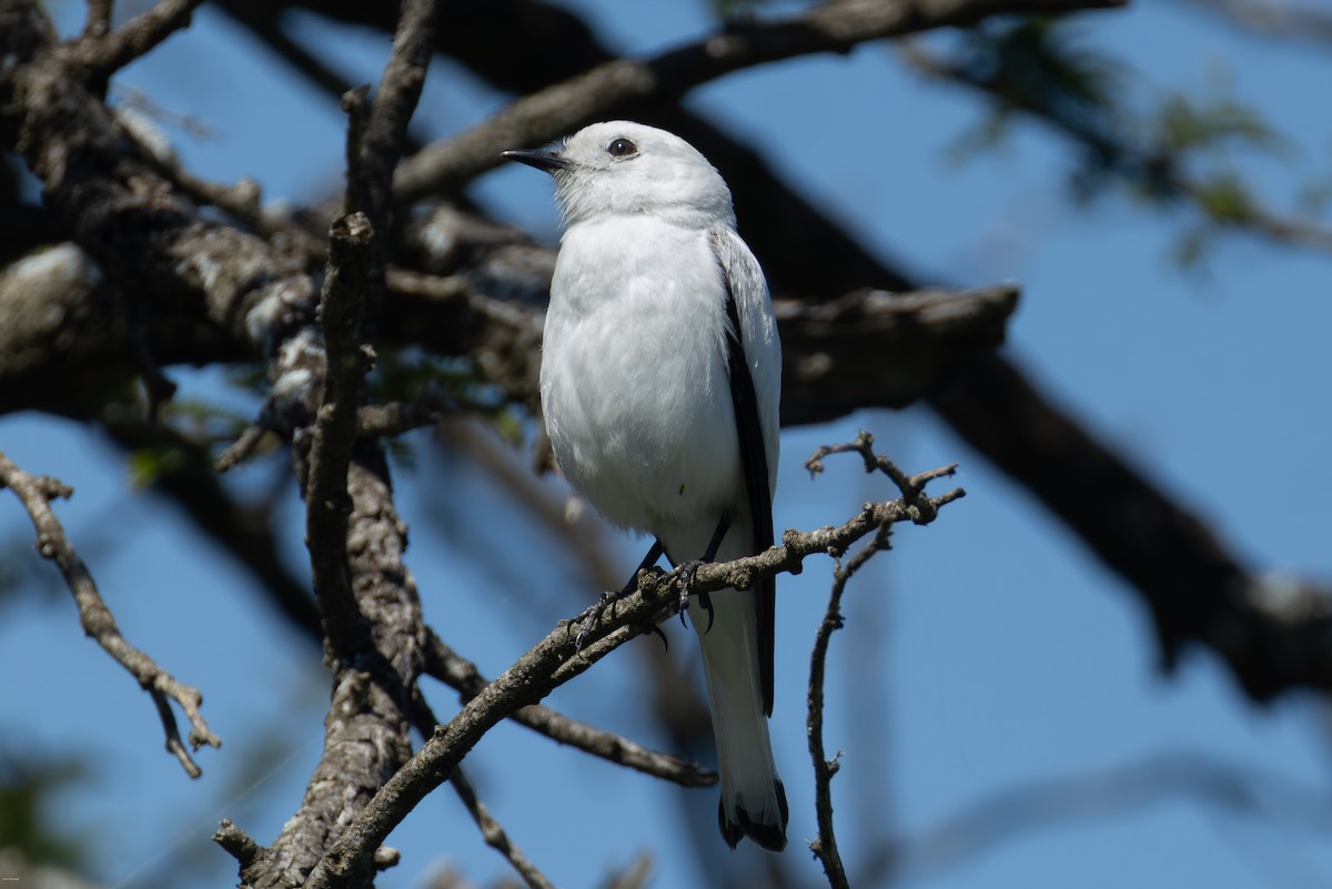 Монжита біла - ML646005670