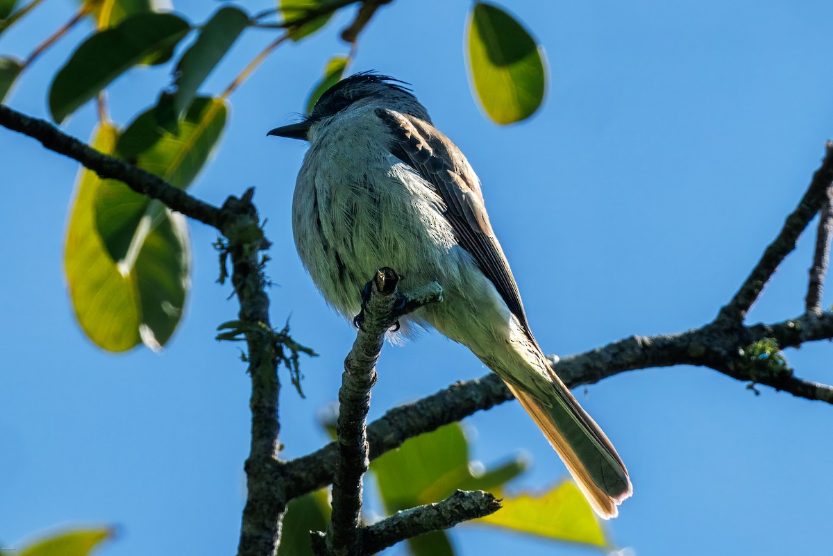 Віреон білобровий - ML646005681