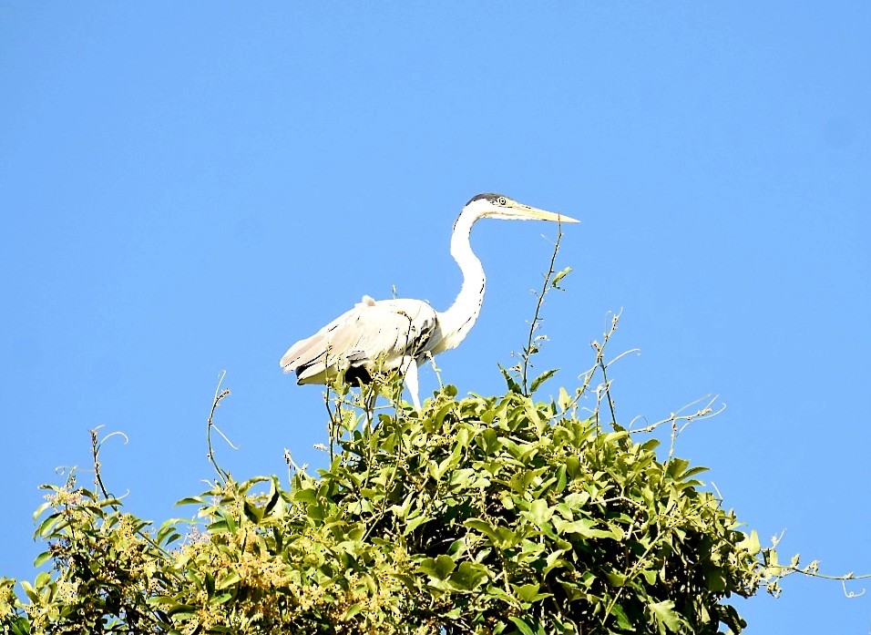 Cocoi Heron - ML646005684