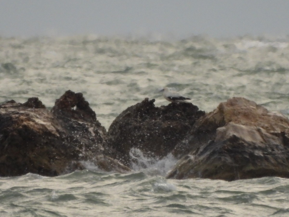 Red-footed Booby - ML646005685